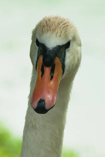 Cisne — Foto de Stock