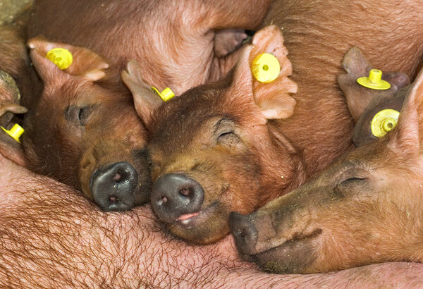 Piglets