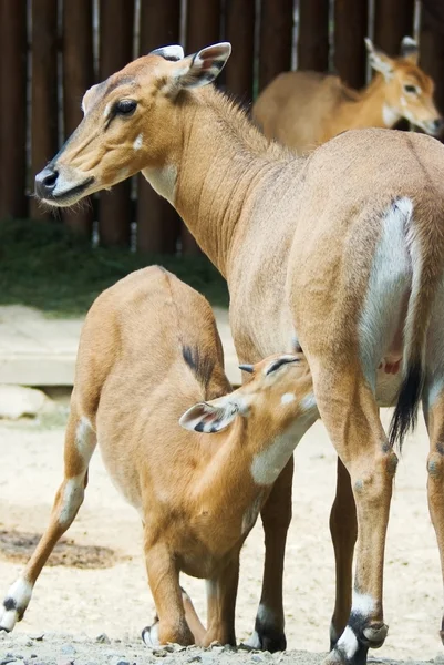 stock image Antelope