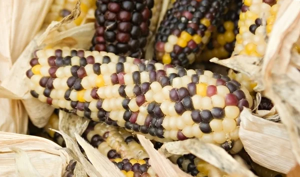 stock image Corn