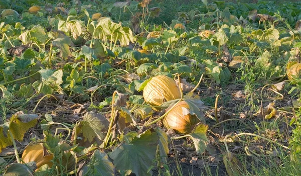 Stock image Pumpkins