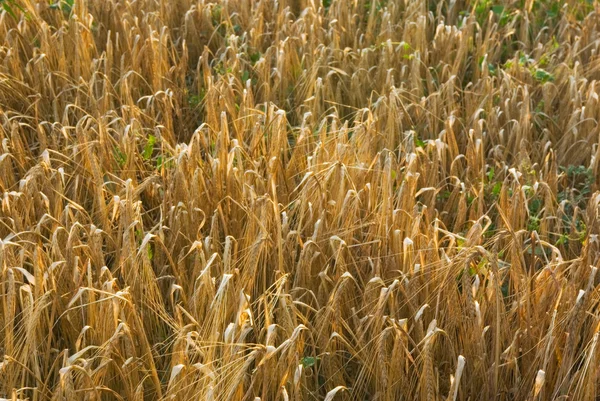 Пшенична сфера — стокове фото