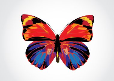 Butterfly clipart