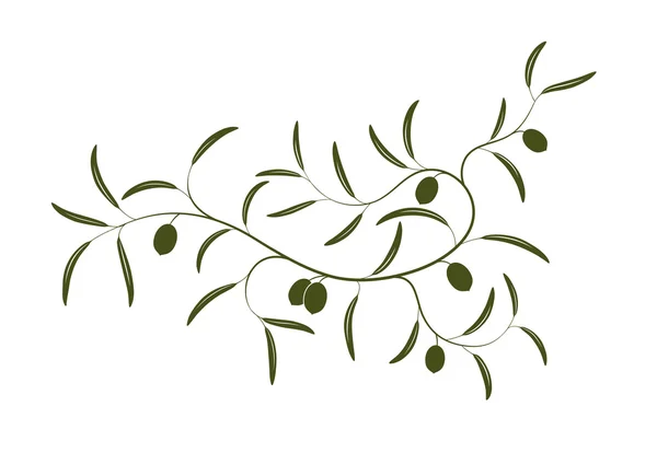 Оливковая ветвь — стоковое фото