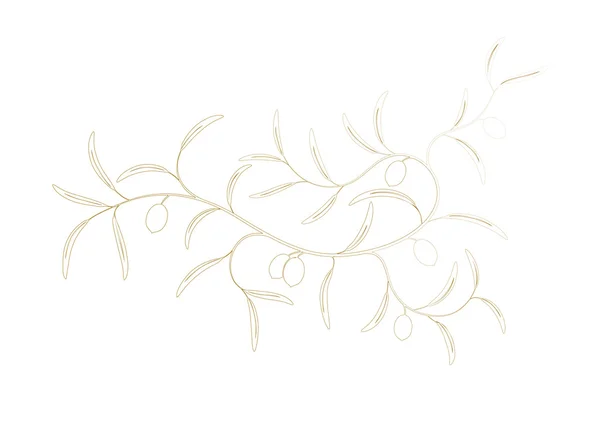 สาขามะกอก — ภาพถ่ายสต็อก