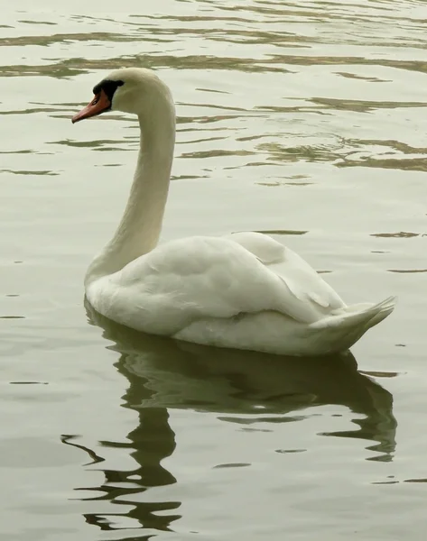 White Swan. — Stock Photo, Image