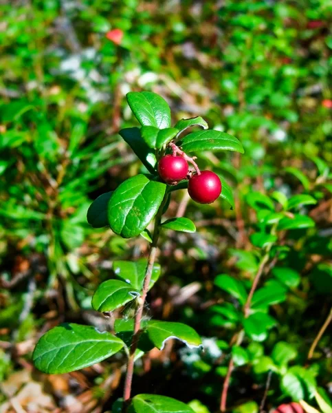Cowberry. — Stock Photo, Image
