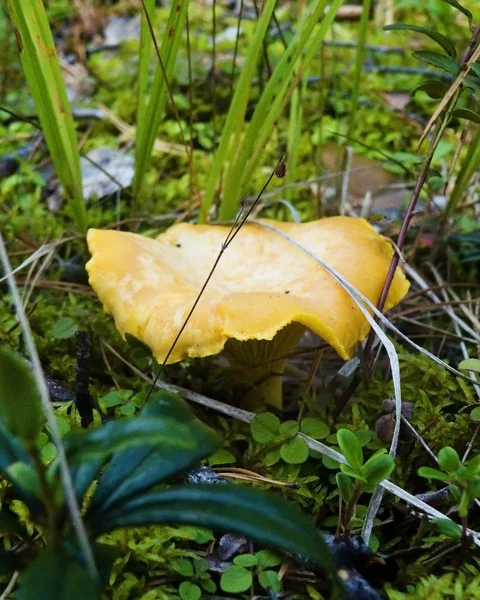 Funghi — Foto Stock