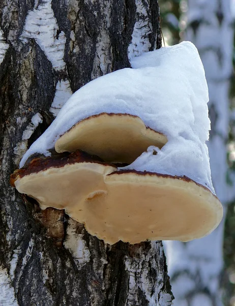 Mushroom on a tree. — Stock Photo, Image