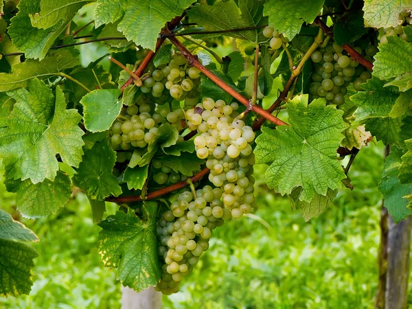 Виноград. — стоковое фото