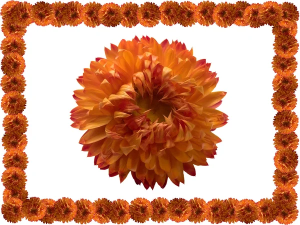 Flor naranja . —  Fotos de Stock