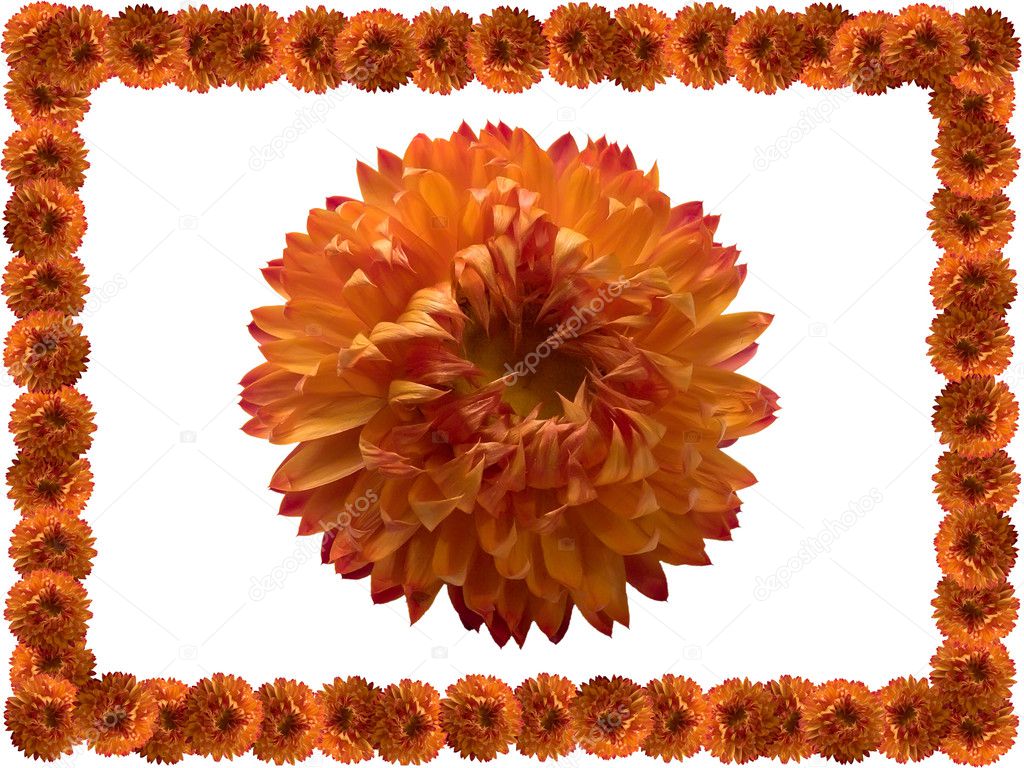 Orange flower.
