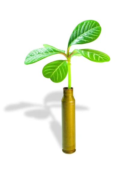 Plant and bullets. — Stock Photo, Image