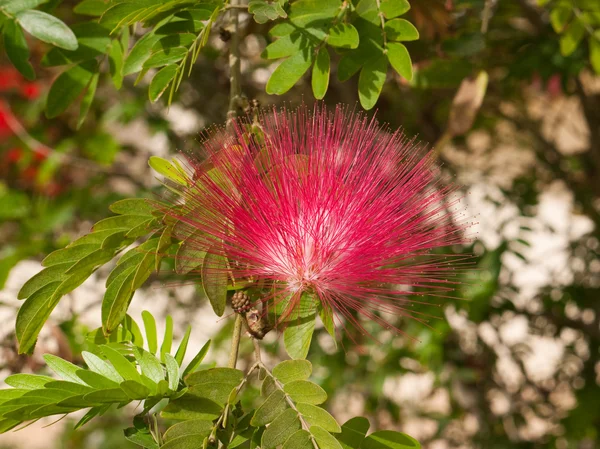 Fiore rosso acacia — Foto Stock