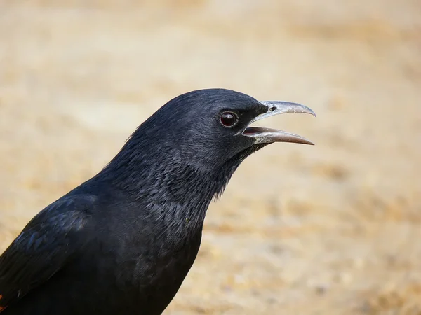 Schwarzer Vogel — Stockfoto