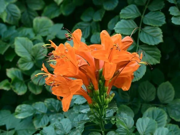 stock image Red flowers