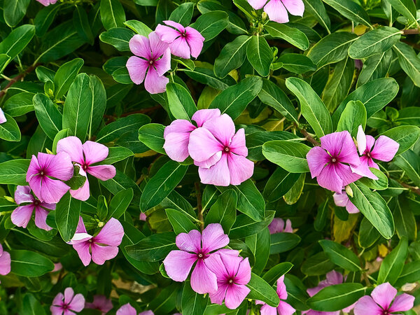 Розовые цветы
