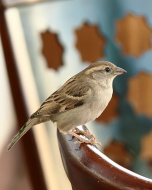 Sparrow clipart