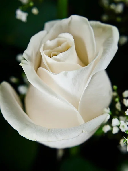 Białe róże. — Zdjęcie stockowe
