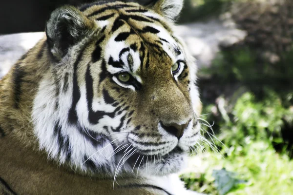 Siberian Tiger — Stock Photo, Image