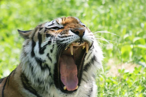 Angry Tiger — Stock Photo, Image