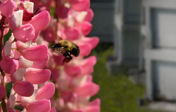 stock image Busy as a Bee