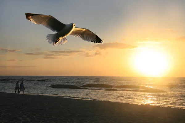 Чайки на пляжі Ліцензійні Стокові Зображення