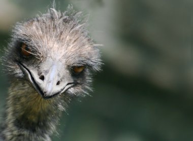 Emu with attitude clipart