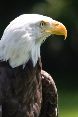 American Bald Eagle clipart