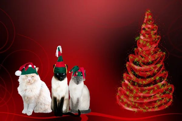 Weihnachtskatzen — Stockfoto