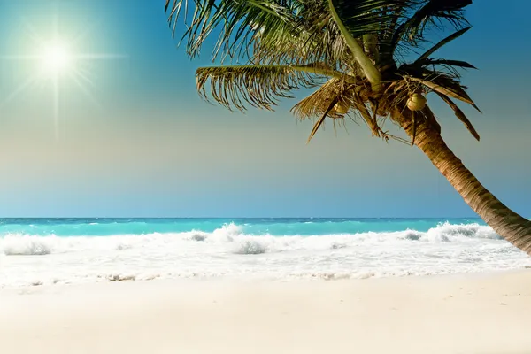Palma na praia — Fotografia de Stock
