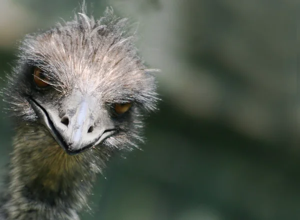 EMU med attityd — Stockfoto