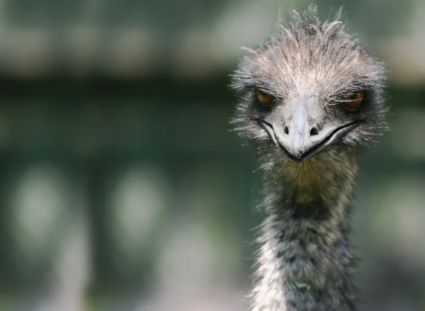 Emu com atitude — Fotografia de Stock