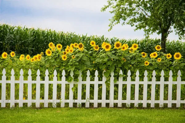Sonnenblumenzaun — Stockfoto