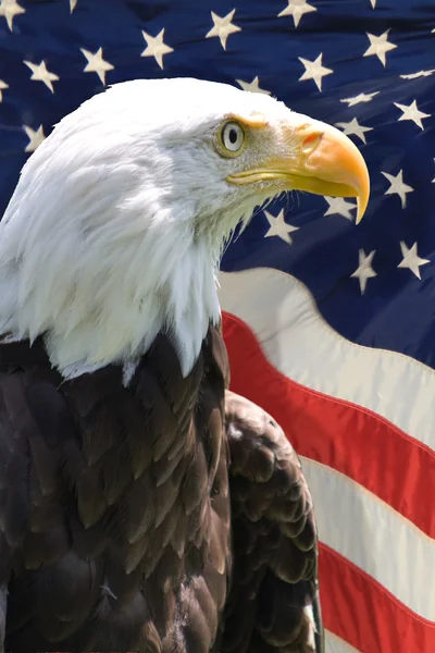 Amerikaanse adelaar — Stockfoto