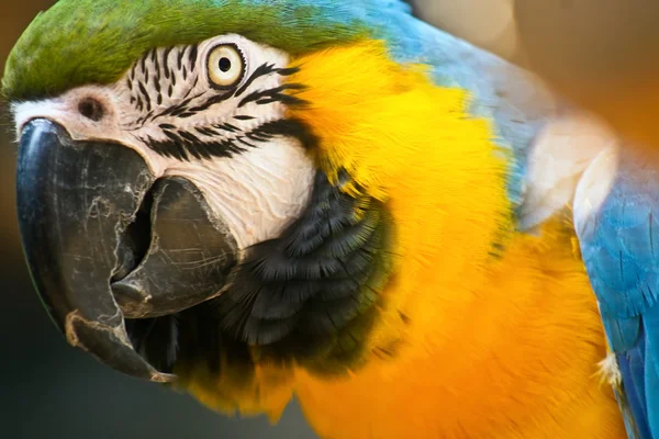 Папуга Ліцензійні Стокові Фото