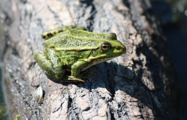 Frog sitting on the wood clipart