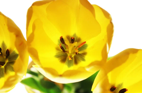 三个黄色郁金香 — 图库照片