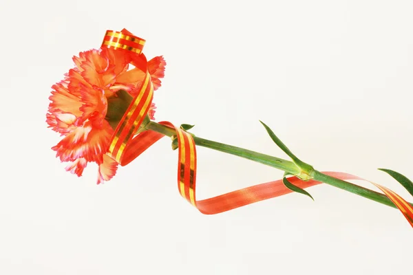 stock image Red carnation