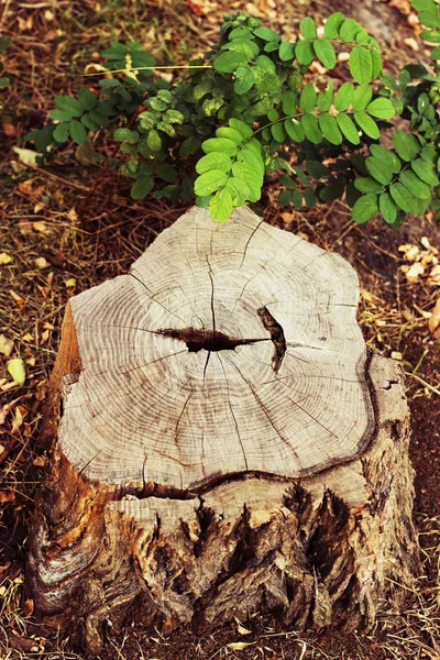 Baumstumpf im Wald — Stockfoto