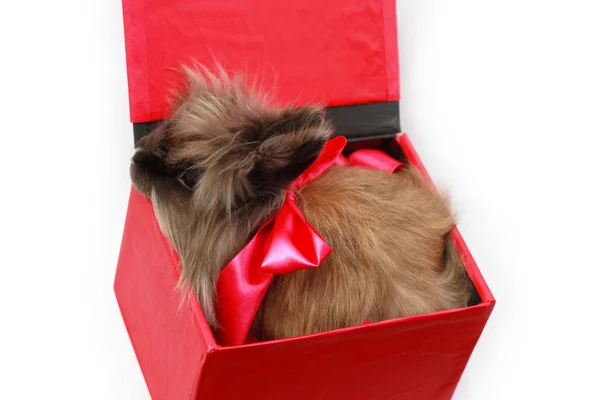 Coelho em caixa vermelha com fita vermelha — Fotografia de Stock