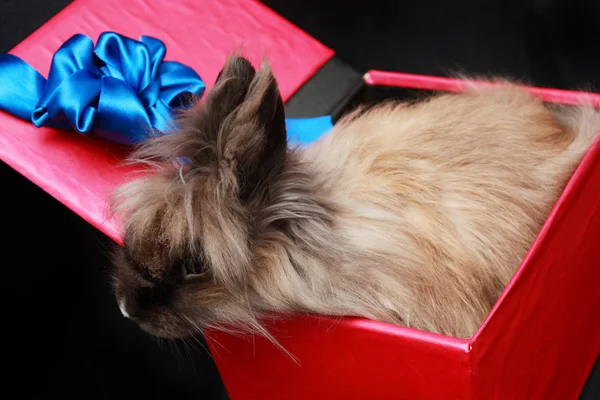 Conejo en caja roja con cinta azul — Foto de Stock