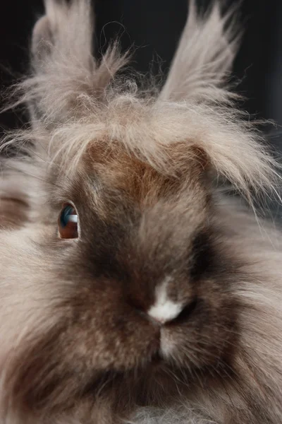 Rabbit close up — Stock Photo, Image