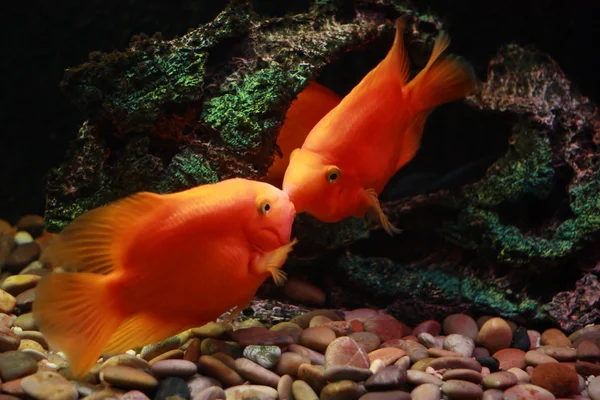 Stock image Two kissing orange fishes