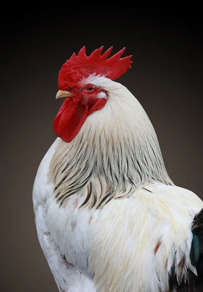 Stock image White rooster isolated