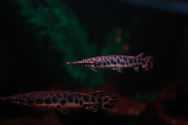 Акваріум тропічна довга риба — стокове фото
