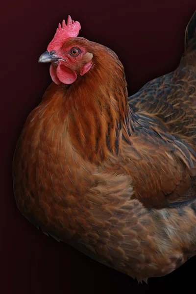 stock image Brown hen isolated.