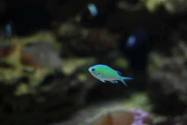 Pequeño pez azul — Foto de Stock