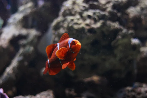 Cloun ryby — Stock fotografie
