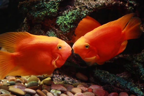 stock image Kissing fishes